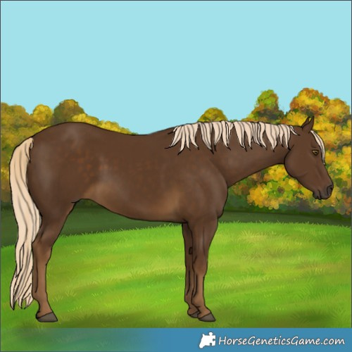 Horse Color:Chocolate Palomino 