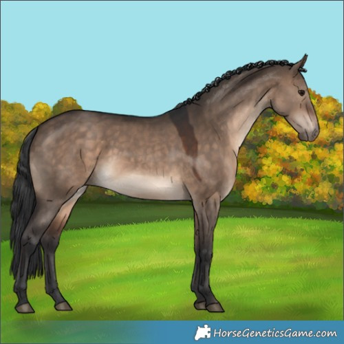 Horse Color:Brown Dun 
