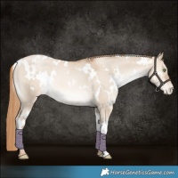 Horse Color:White Spotted Liver Red Dun Snowdrop Varnish 