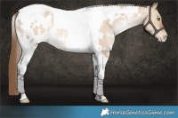 Horse Color:White Spotted Brown Snowdrop Dun Tobiano Blanket Rabicano 