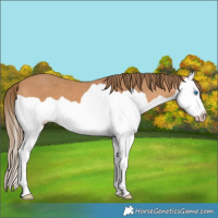 Horse Color:Gray Perlino Splash 