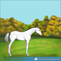 Horse Color:Bay Splash Appaloosa 