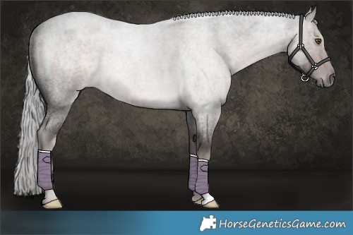 Horse Color:Platinum Chocolate Palomino Roan 