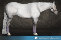 Horse Color:Platinum Chocolate Palomino Roan 