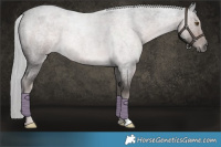 Horse Color:Platinum Chocolate Palomino Roan 