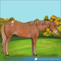Horse Color:Chestnut Appaloosa