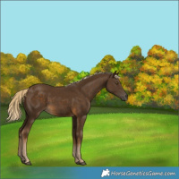 Horse Color:Chocolate Palomino