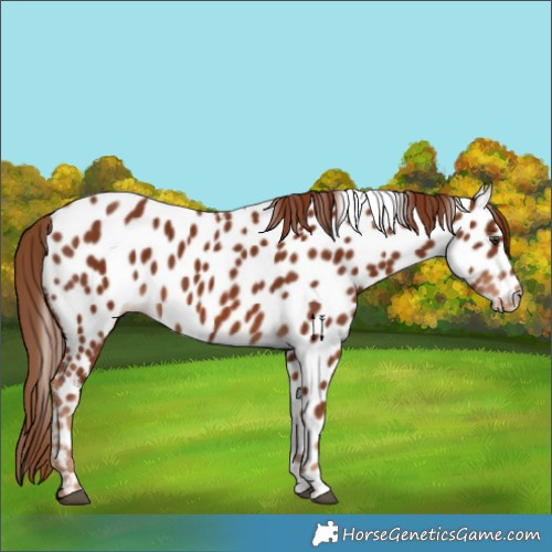 Horse Color:Chestnut Appaloosa