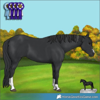 Horse Color:Black Tobiano 