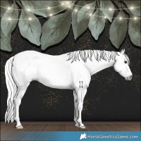 Horse Color:Gray Grullo 