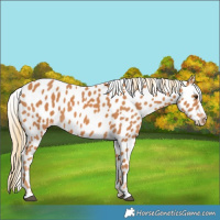 Horse Color:Chestnut Near Leopard 
