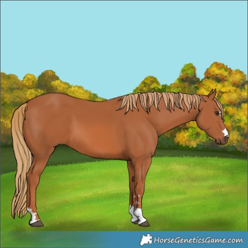 Horse Color:Chestnut 