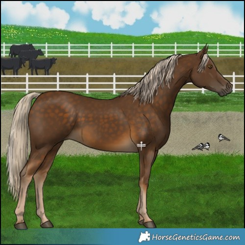 Horse Color:Chocolate Palomino 