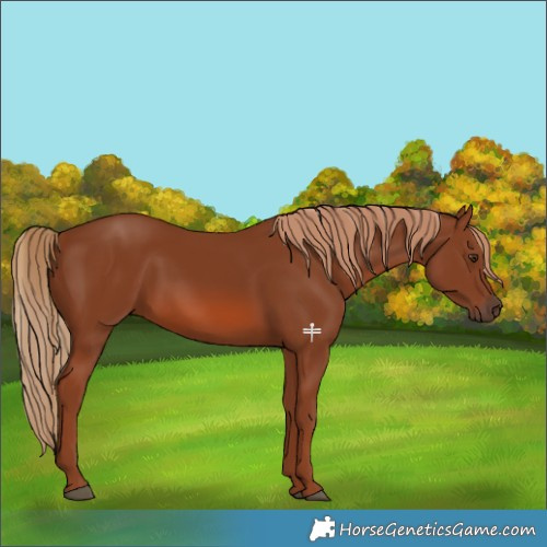 Horse Color:Chestnut 
