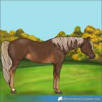 Horse Color:Chocolate Palomino 