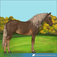 Horse Color:Chocolate Palomino 