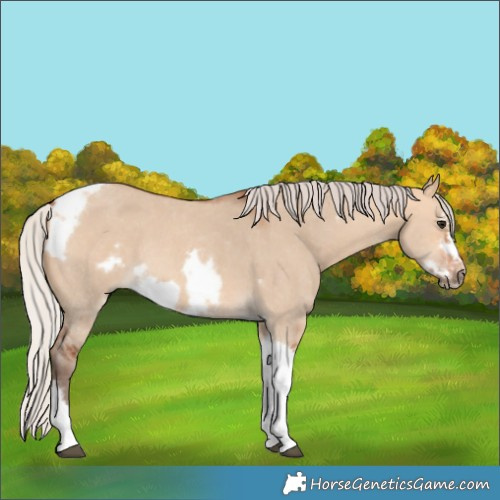 Horse Color:Silver Bay Dun Sabino Tobiano Frame Rabicano 