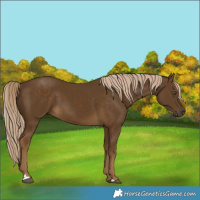 Horse Color:Chocolate Palomino 