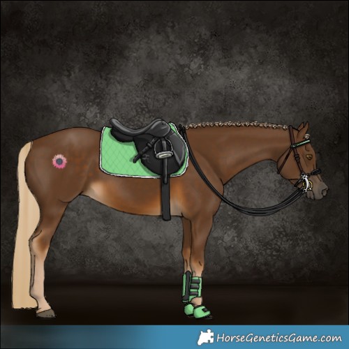 Horse Color:Chocolate Palomino