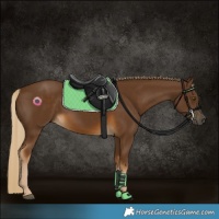 Horse Color:Chocolate Palomino 