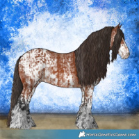 Horse Color:Bay Sabino Rabicano  and Bay Sabino Appaloosa Rabicano 
