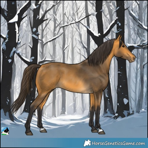 Horse Color:Buckskin 