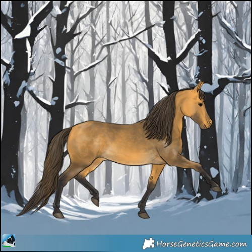 Horse Color:Buckskin 