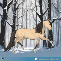 Horse Color:Buckskin 