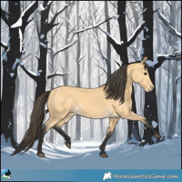 Horse Color:Buckskin 