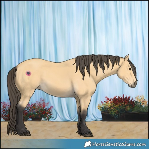 Horse Color:Buckskin 
