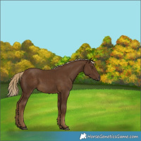 Horse Color:Chocolate Palomino 