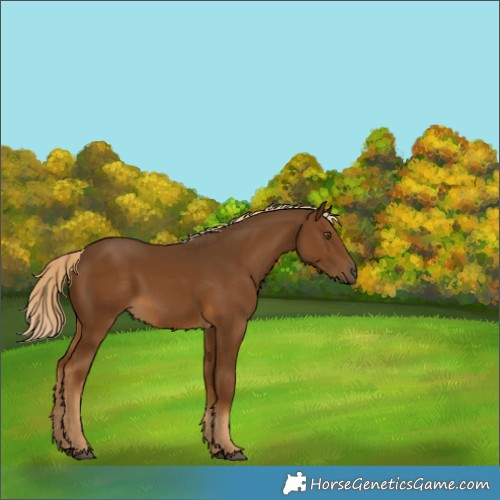 Horse Color:Chocolate Palomino 