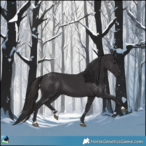 Horse Color:Smoky Black