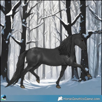 Horse Color:Black 