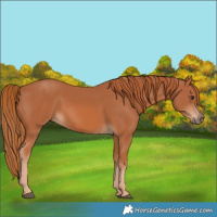 Horse Color:Chestnut 