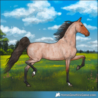 Horse Color:Bay Roan 