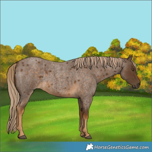 Horse Color:Chocolate Palomino Roan 
