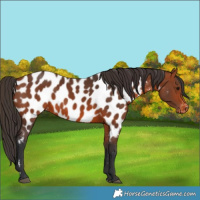 Horse Color:Bay Appaloosa