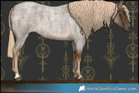 Horse Color:Chocolate Palomino Roan 