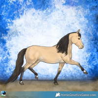 Horse Color:Buckskin 