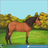 Horse Color:Bay 