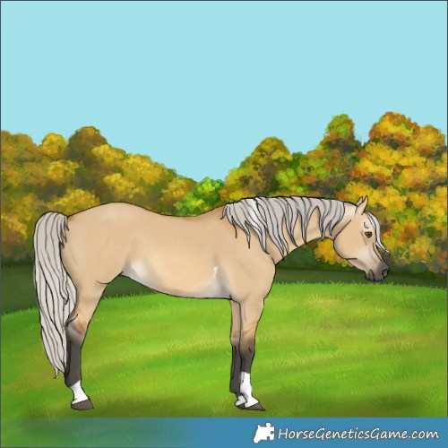 Horse Color:Gray Silver Buckskin Dun Tobiano 