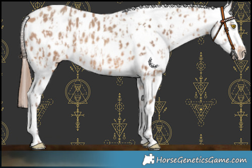 Horse Color:Amber Champagne Appaloosa and Amber Champagne Appaloosa
