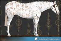 Horse Color:Amber Champagne Near Leopard  and Amber Champagne Blanket 