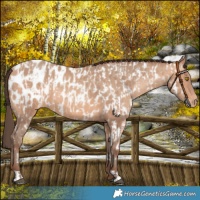 Horse Color:Amber Champagne Appaloosa  and Amber Champagne Appaloosa 