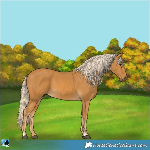 Horse Color:Palomino 