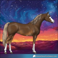 Horse Color:Chocolate Palomino 