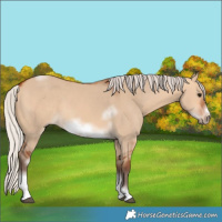 Horse Color:Silver Bay Dun Sabino Tobiano Frame Rabicano 