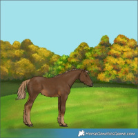 Horse Color:Chocolate Palomino 