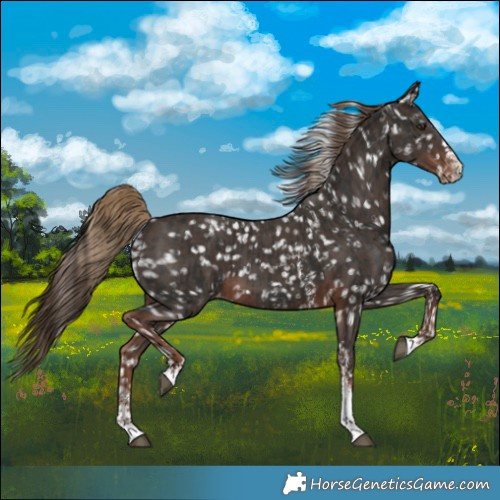 Horse Color:Liver Chestnut Sabino Splash Appaloosa  and Liver Chestnut Sabino Appaloosa 